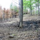   Požár lesa u Lažánek  2012