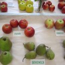    Výstava ovoce a zeleniny 2014